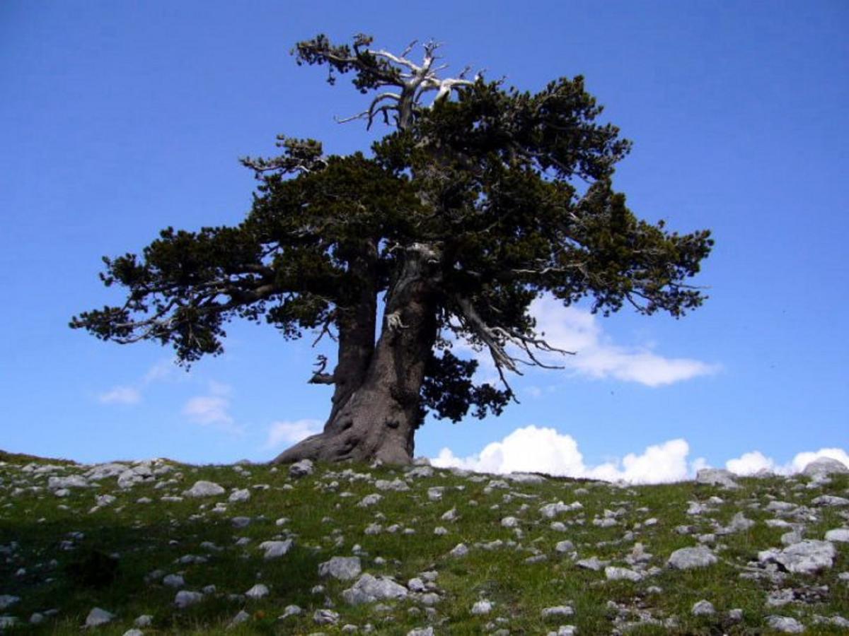 B&B Sole Del Pollino Rotonda Kültér fotó
